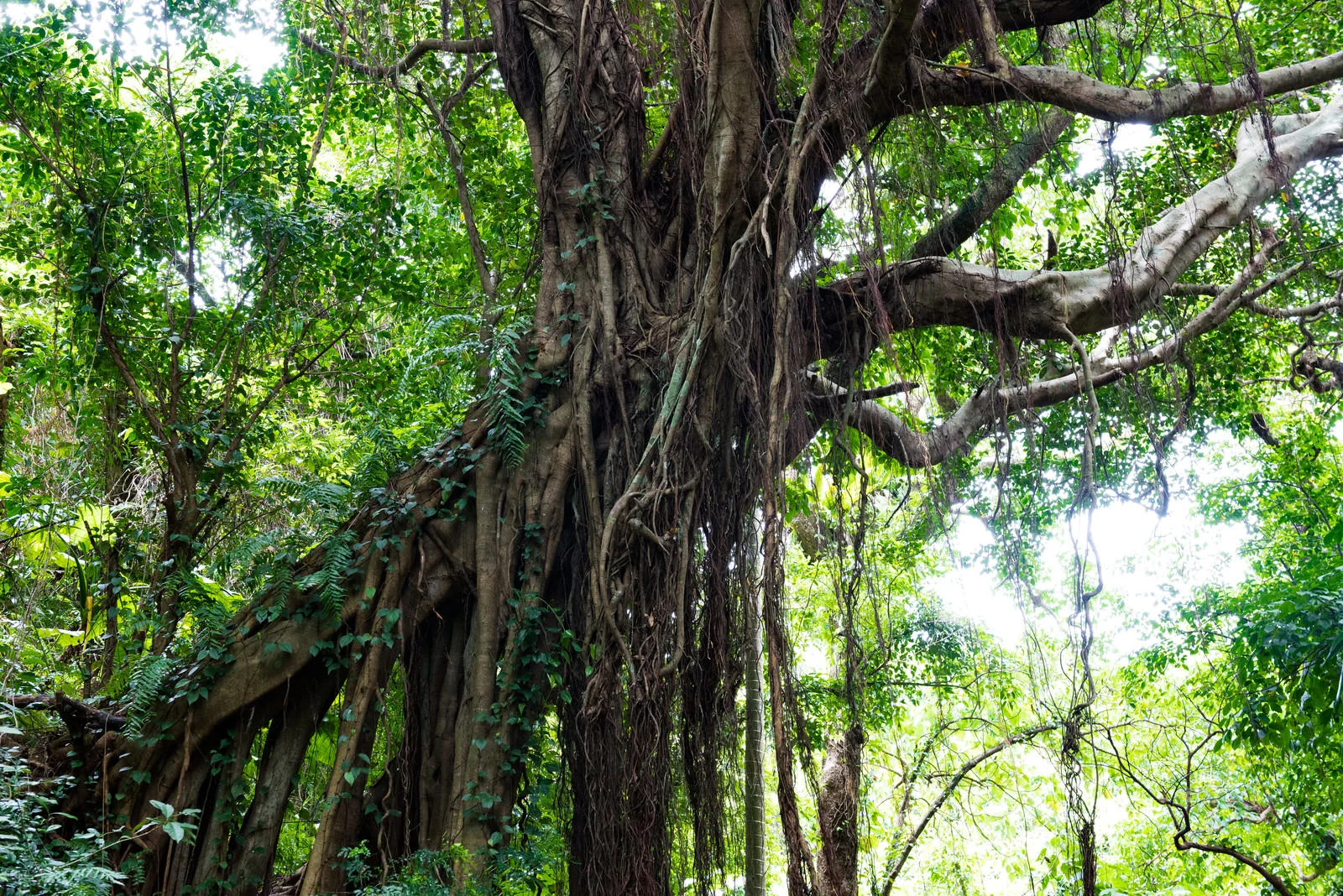 okinawa004.webp